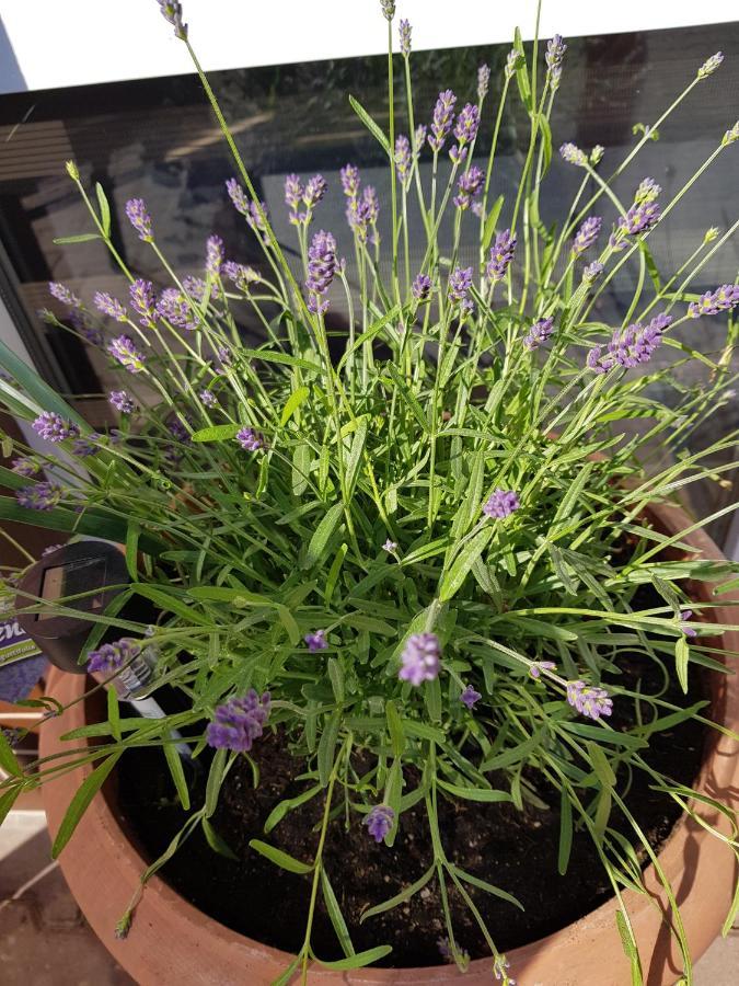 Apartament Lavender 옐레니아구라 외부 사진